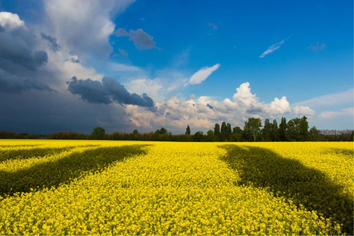 IGFA welcomes resumption of grain exports from ports in Ukraine