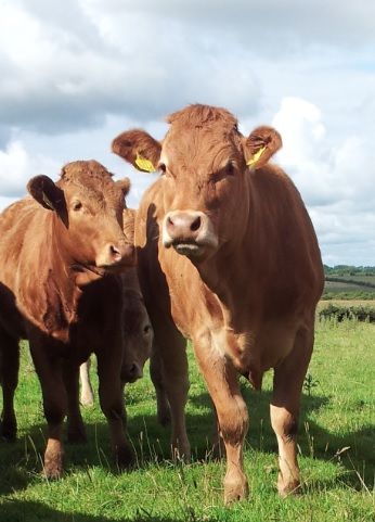 UK prime cattle price continues to remain under pressure - AHDB
