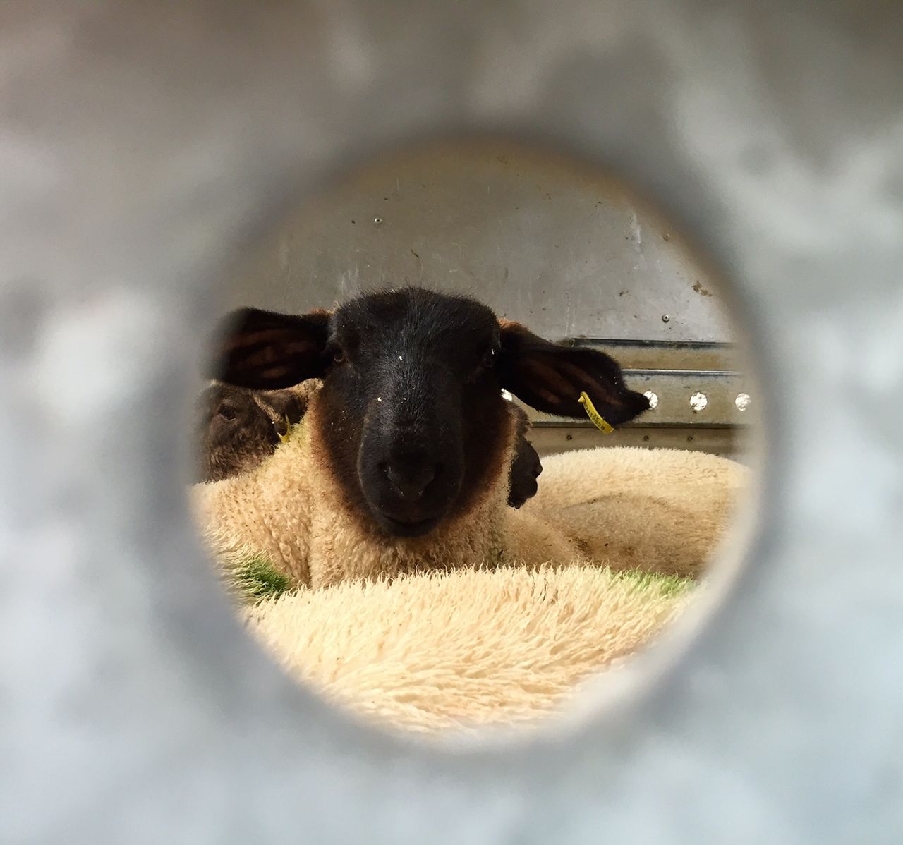 Under review: UK’s live export ban comes one step closer