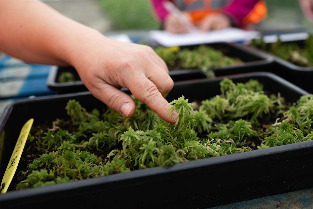 Research shines light on Welsh moss picking industry