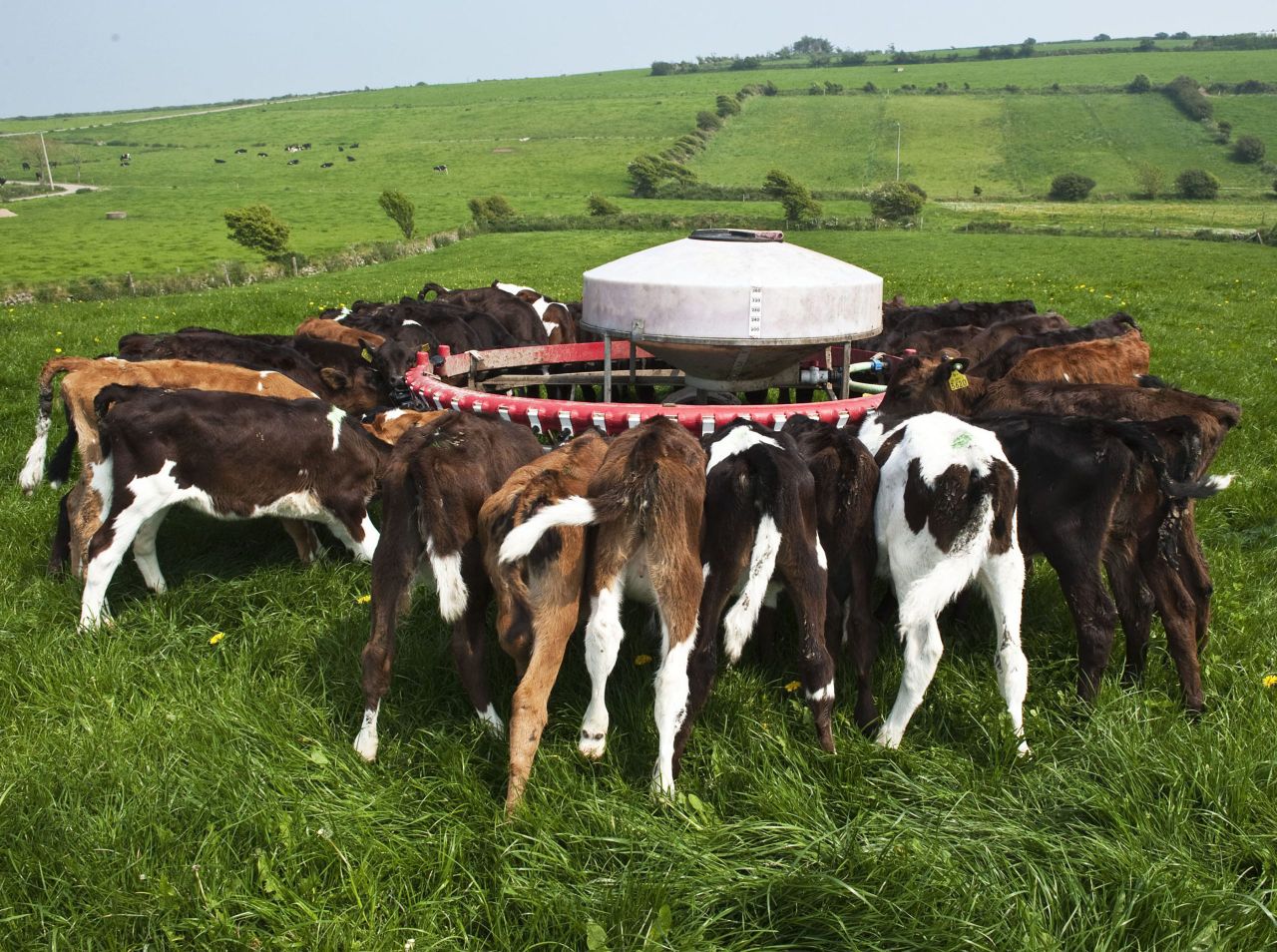Why a lot more Friesian calves may go to Spain this year