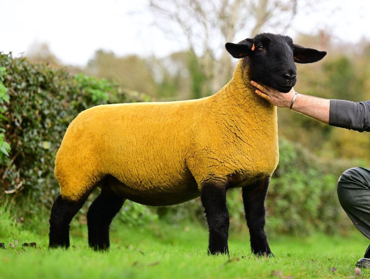 Great Bonanza sale tops at 13,000gns on three occasions