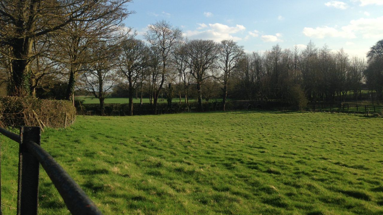Prison sentences and fines to combat illegal tree felling introduced