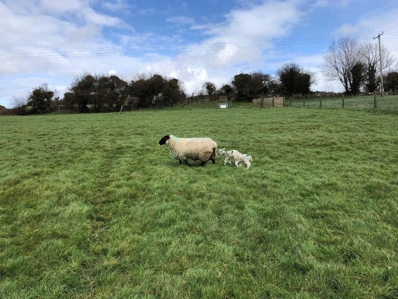 Sheep advice: How to manage tight grass supplies this spring