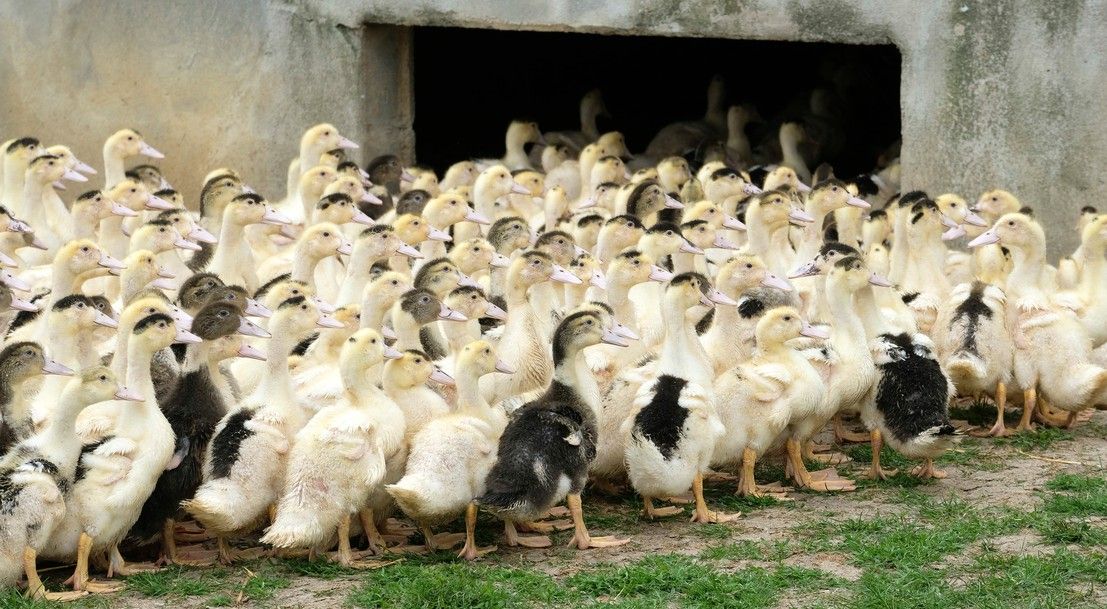‘Largest ever’ bird flu outbreak in NI as two more cases suspected