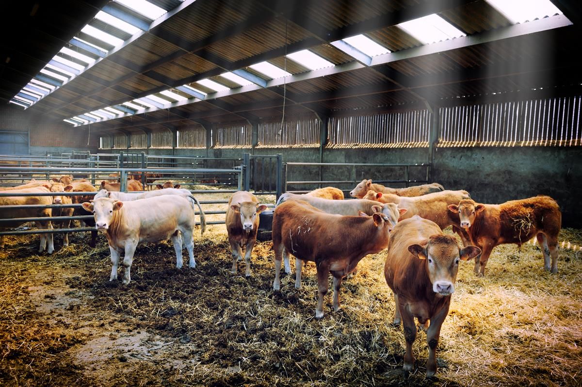 Factories issue warning on beef prices due to 'challenging markets'