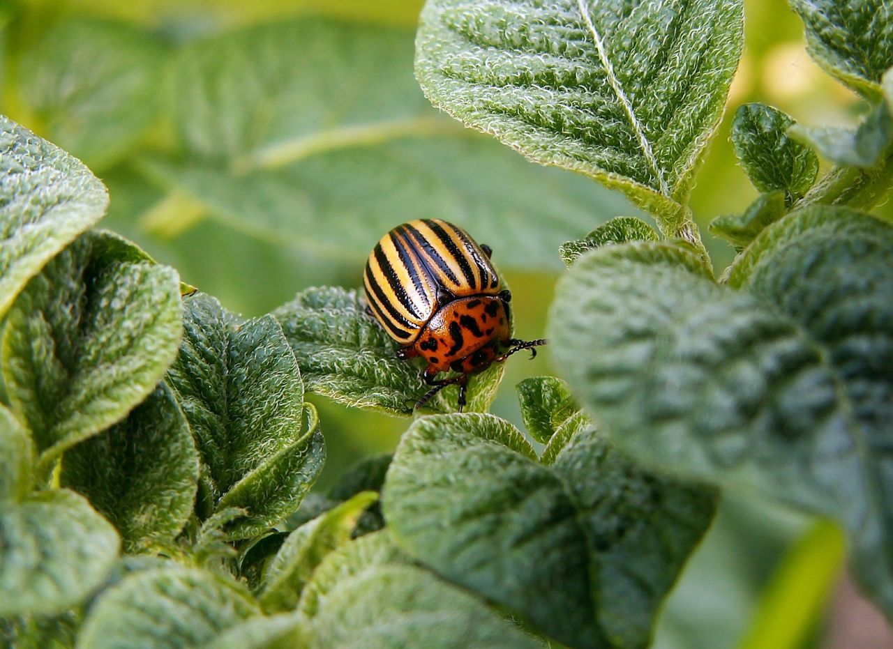 Colorado potato beetle: Larvae confirmed in Kent for second time