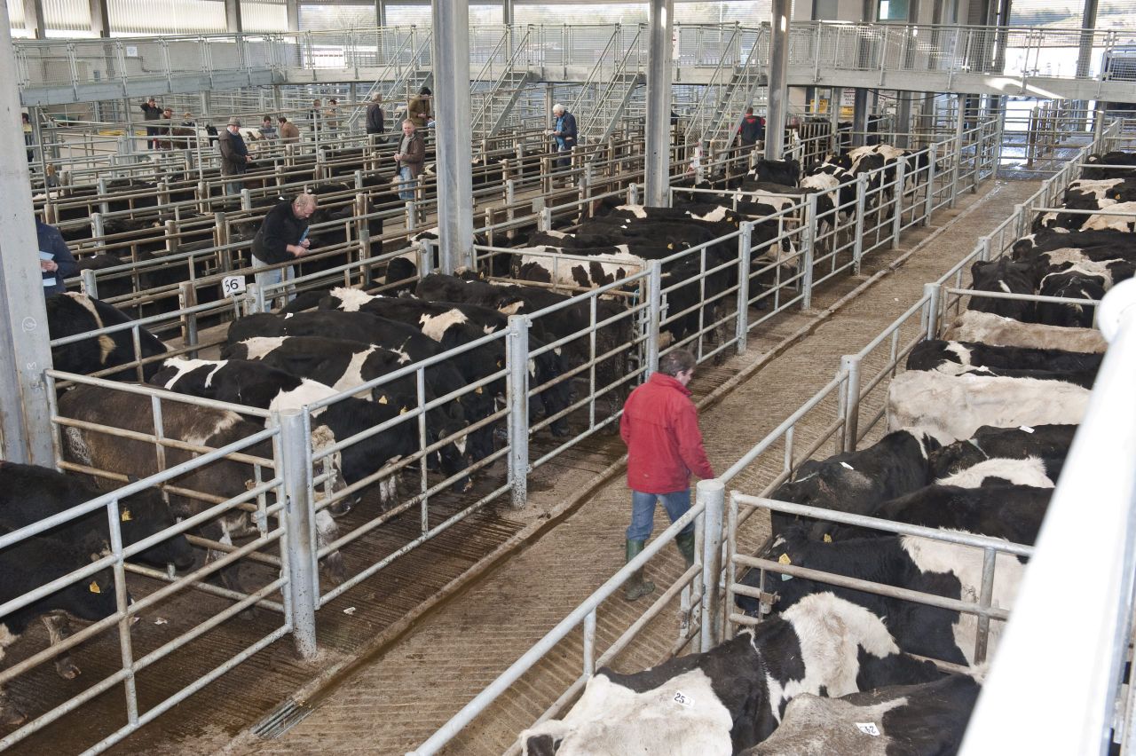 Surge in Irish beef keeps pressure on UK prices