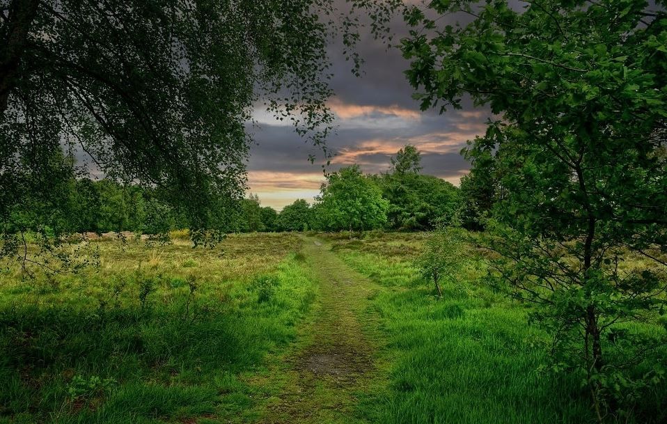 Purple Horizons Nature Recovery Project wins Public Sector Award