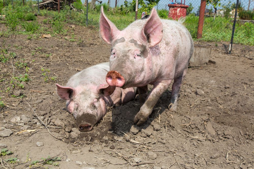 Defra/UKRI funds project to reduce the environmental impact of ammonia emissions from livestock