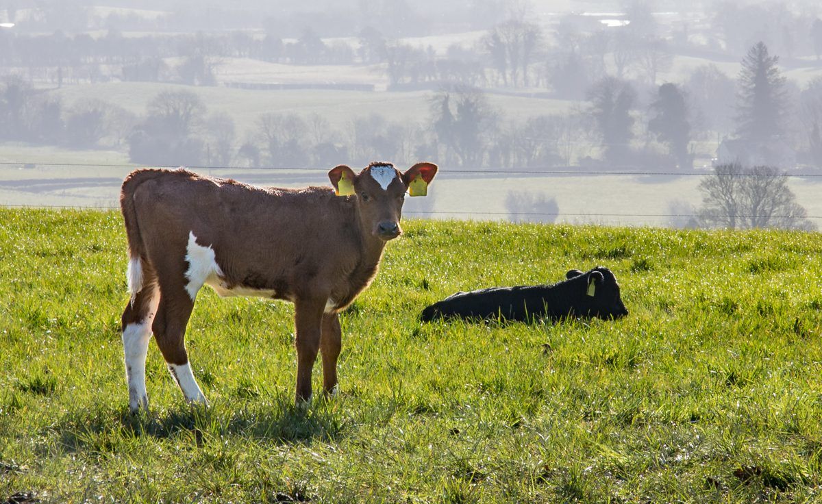 Voluntary EID tags available for NI cattle from next week