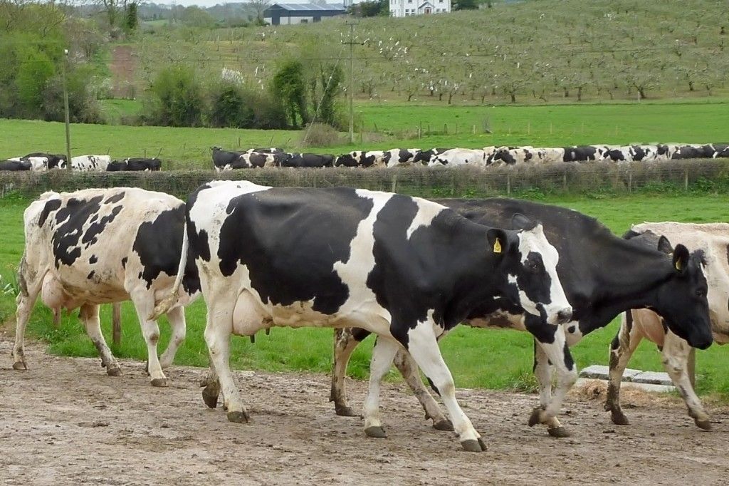 Dairy UK new technical training scheme to boost farm profitability