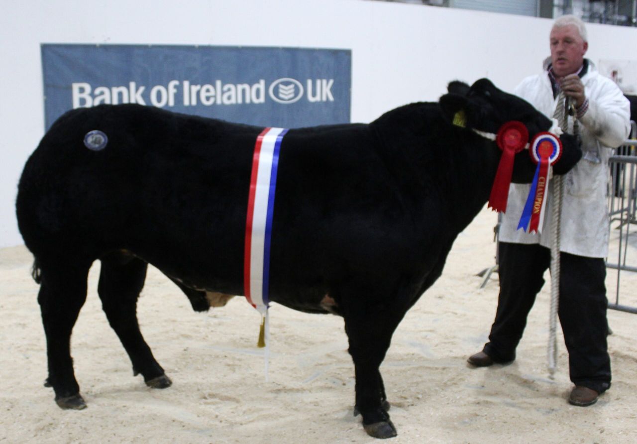Blue 1, 2 at the RUAS Beef and Lamb Championships