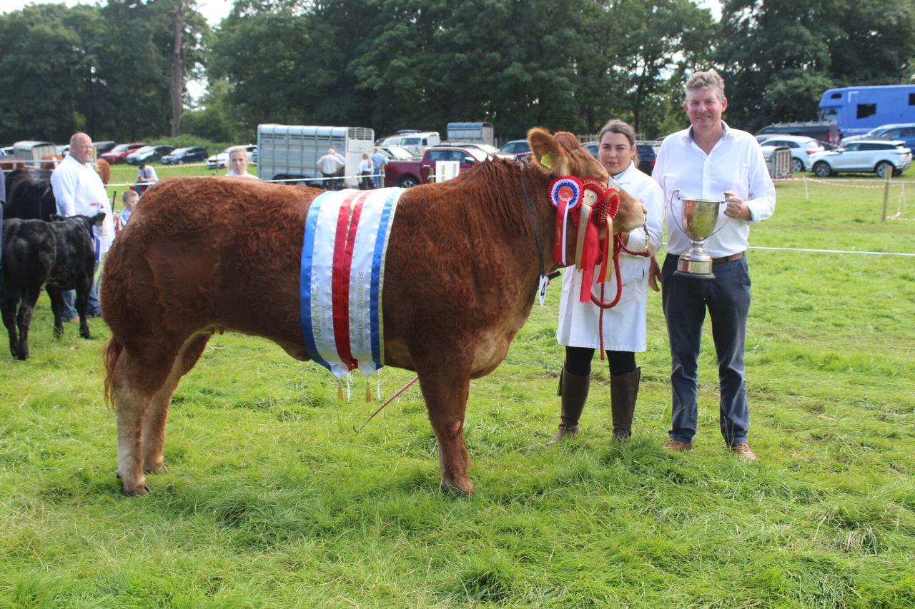Bluetongue restrictions could mean British breeders buy in Ireland