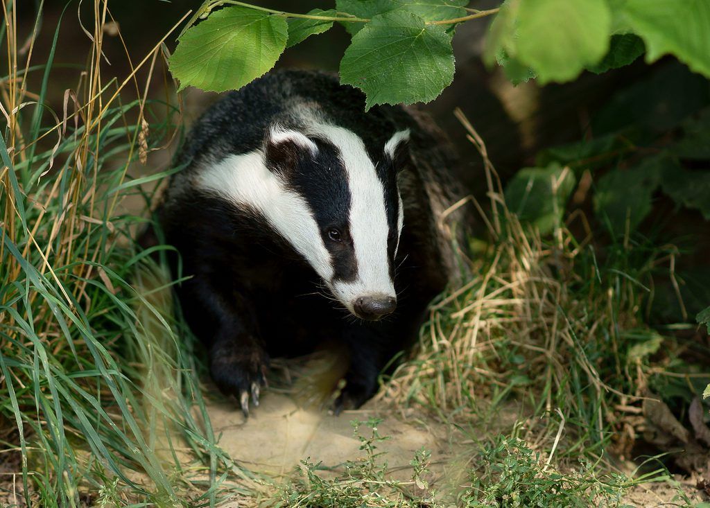 PSNI probes potential badger-baiting in Co. Derry