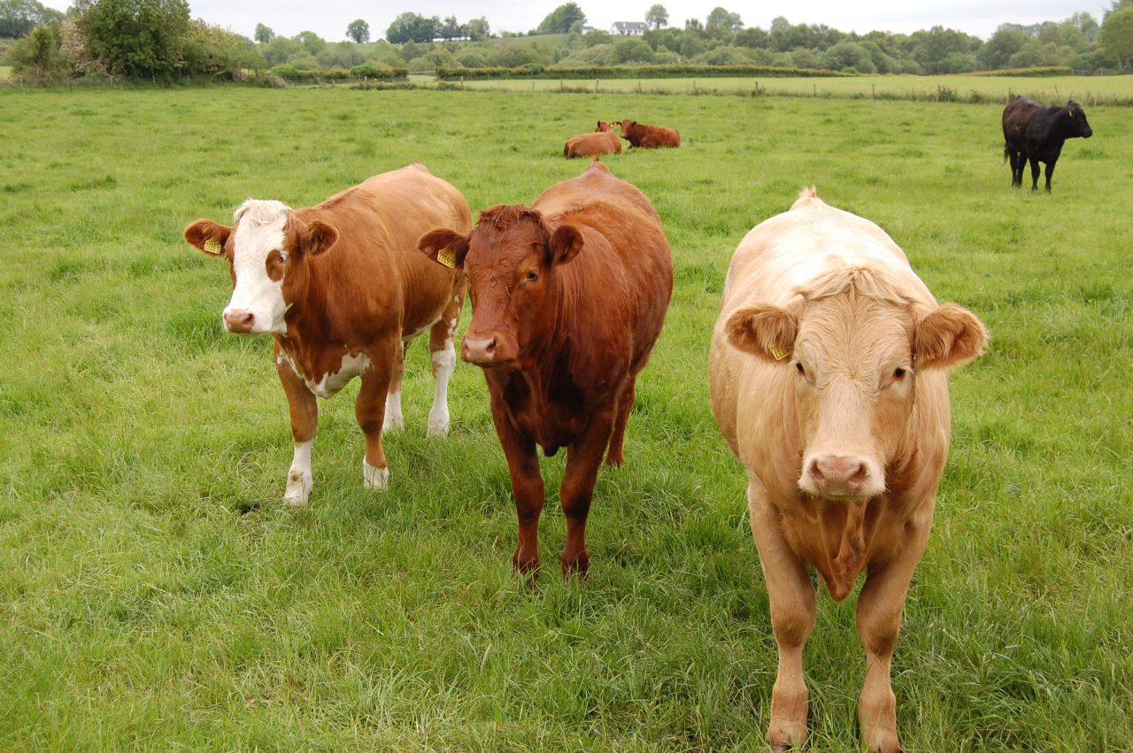 UK cattle prices falling, Ireland still in fifth on league table