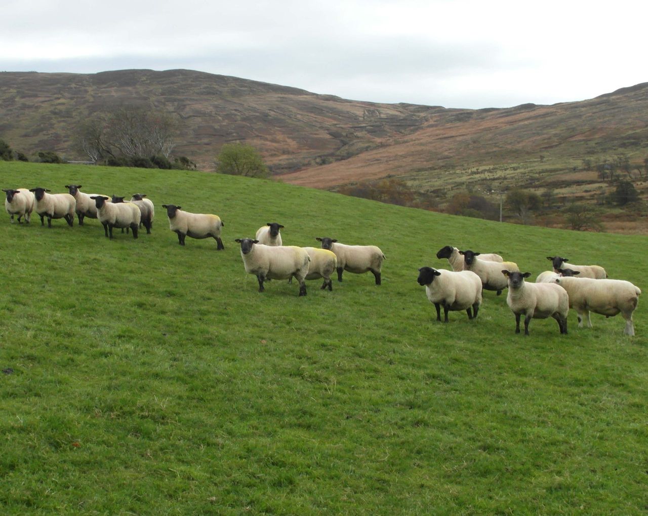 Blowfly strikes in Northern Ireland 