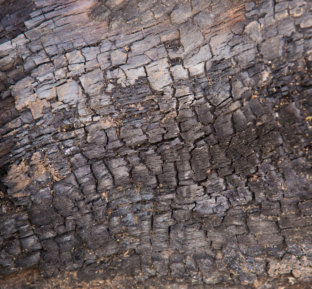 96 ash dieback outbreaks