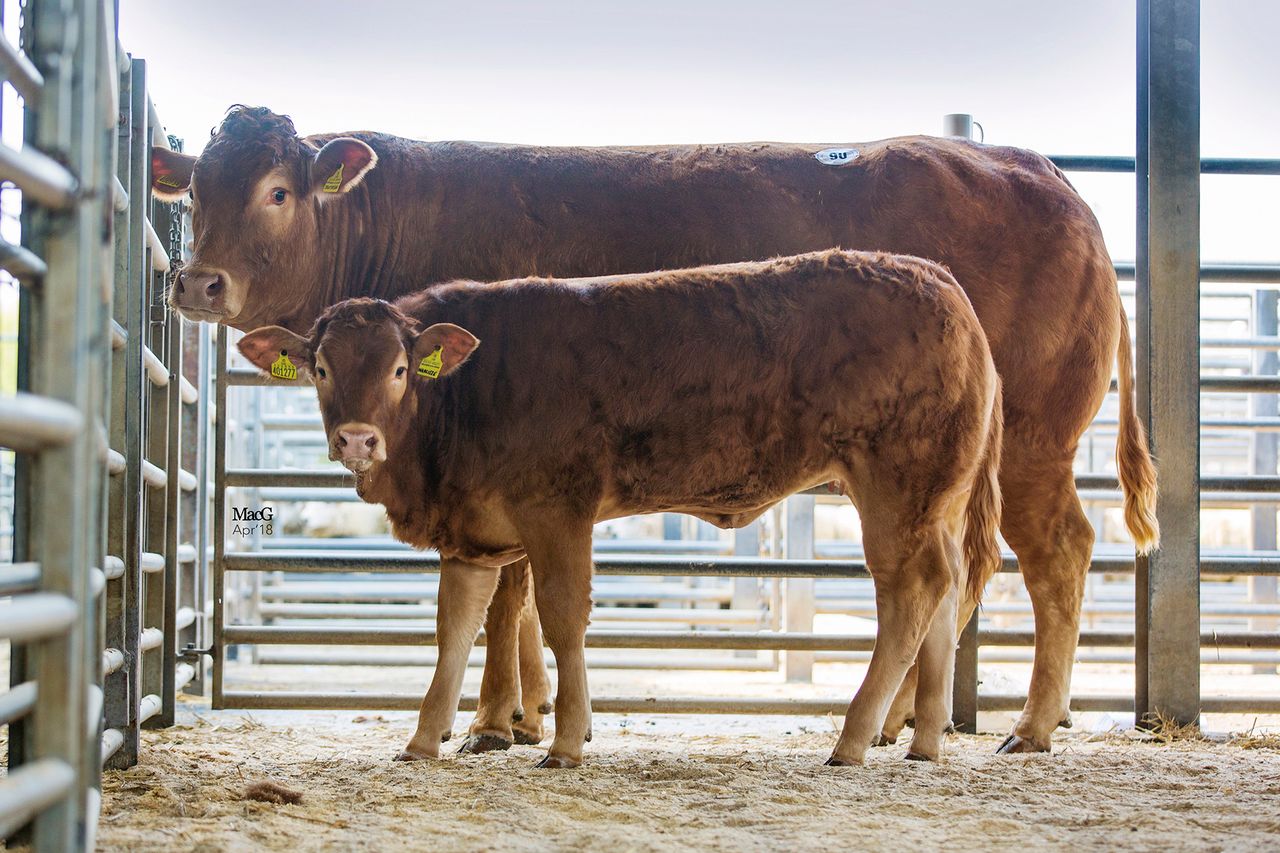 Mart trade: 80 entered for Limousin spring sale