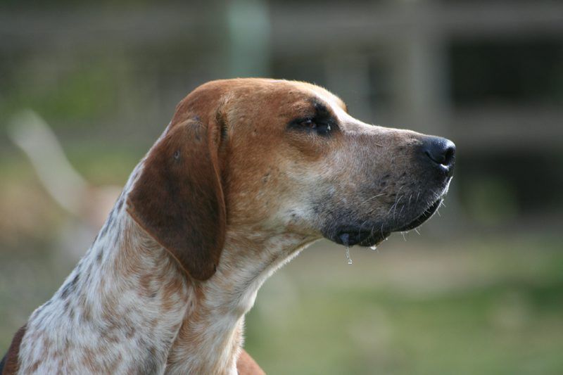 Search continues for marauding dog that has killed a ‘large number’ of sheep