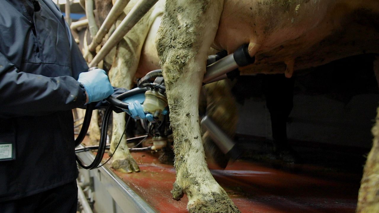 Dairy market analysis: Some price weakness in SMP but butter holds stable