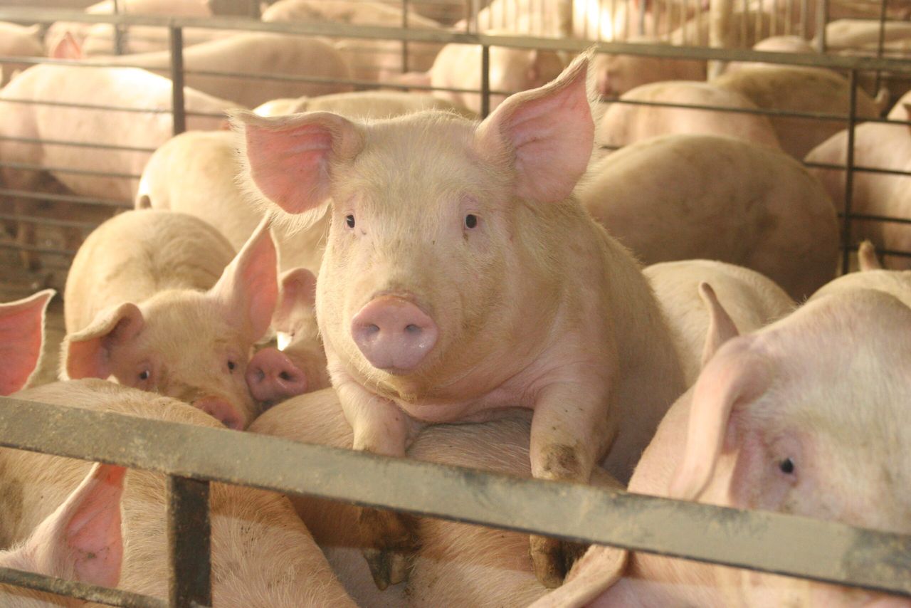 7 more cases of African swine fever reported in Germany