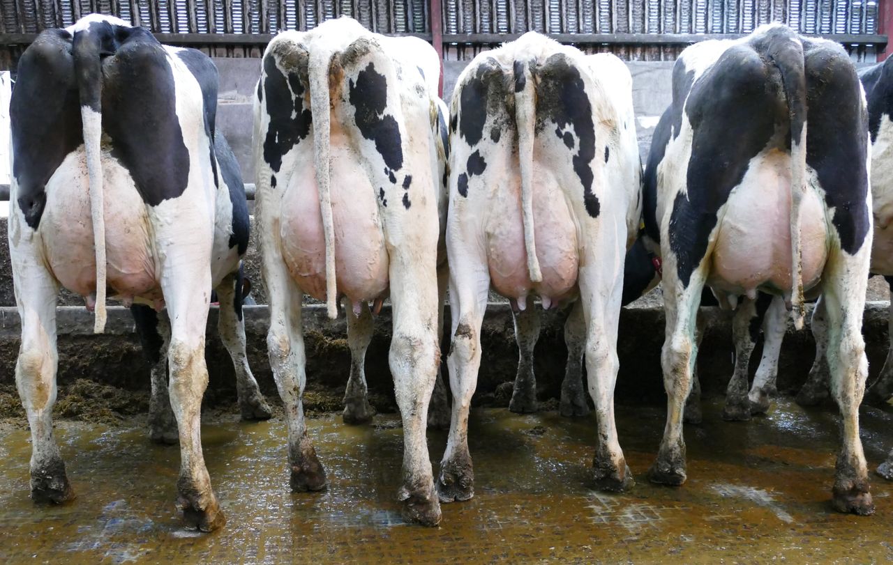 Dechomet dispersal sale sees top price of 3,100gns