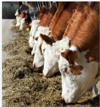 'Homemade TMR can lead to considerable cost savings'