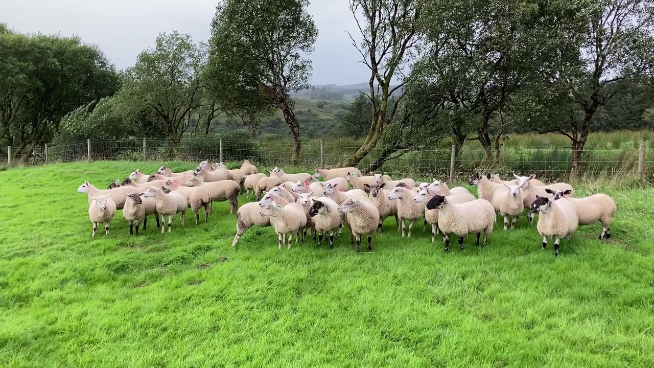 Every lamb counts for 2023 - Volac