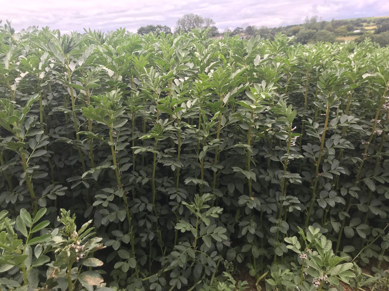 CAFRE update on protein crops
