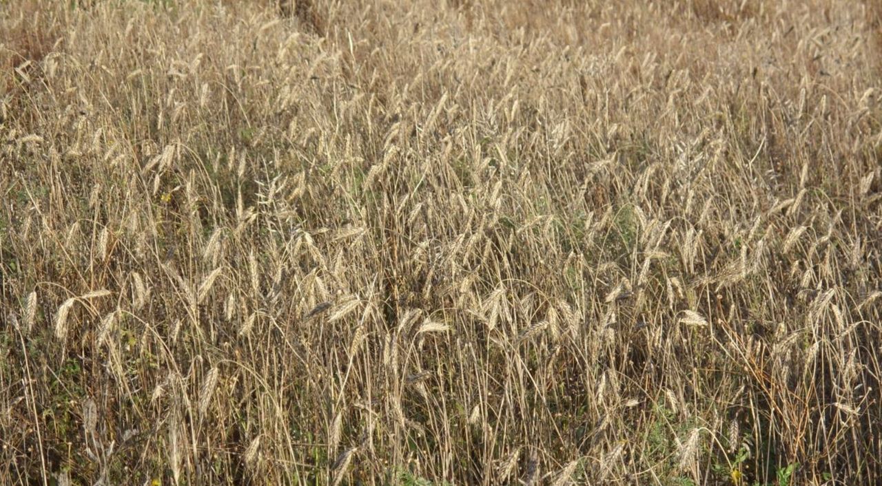 Survey: High input costs accelerate uptake of agtech
