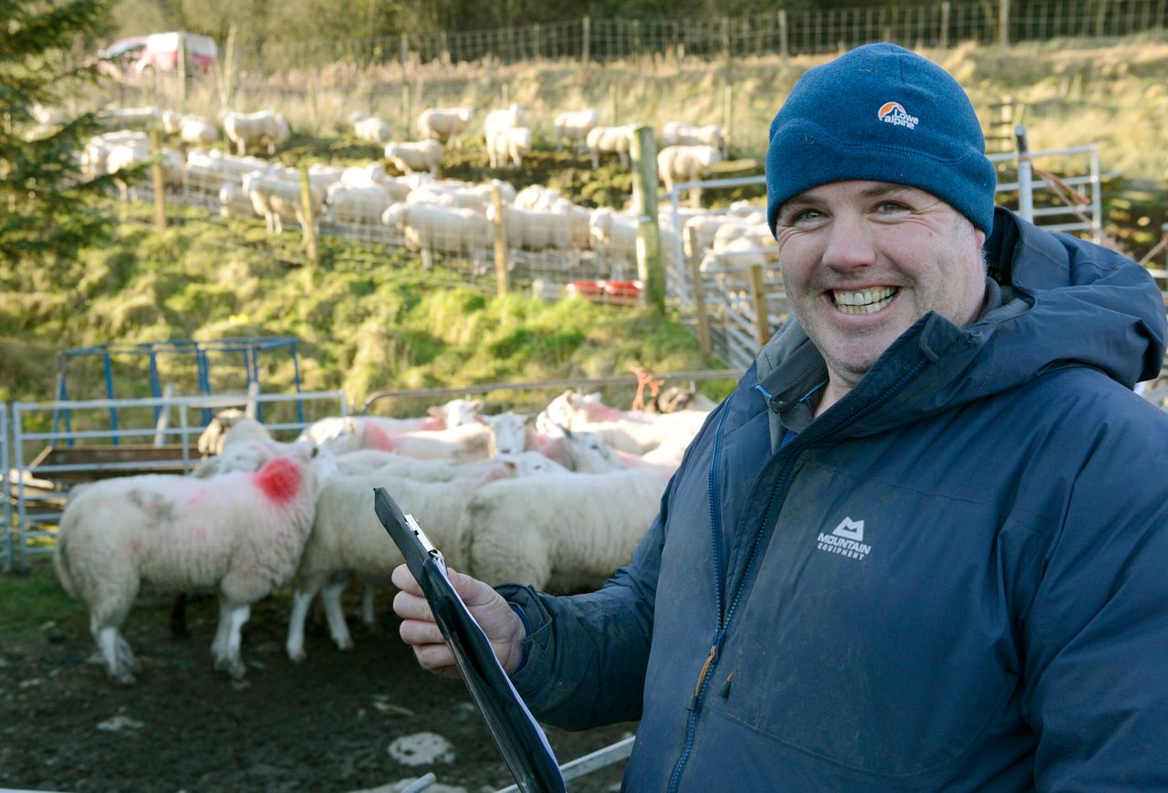 How one Scottish flock is tackling Liver Fluke