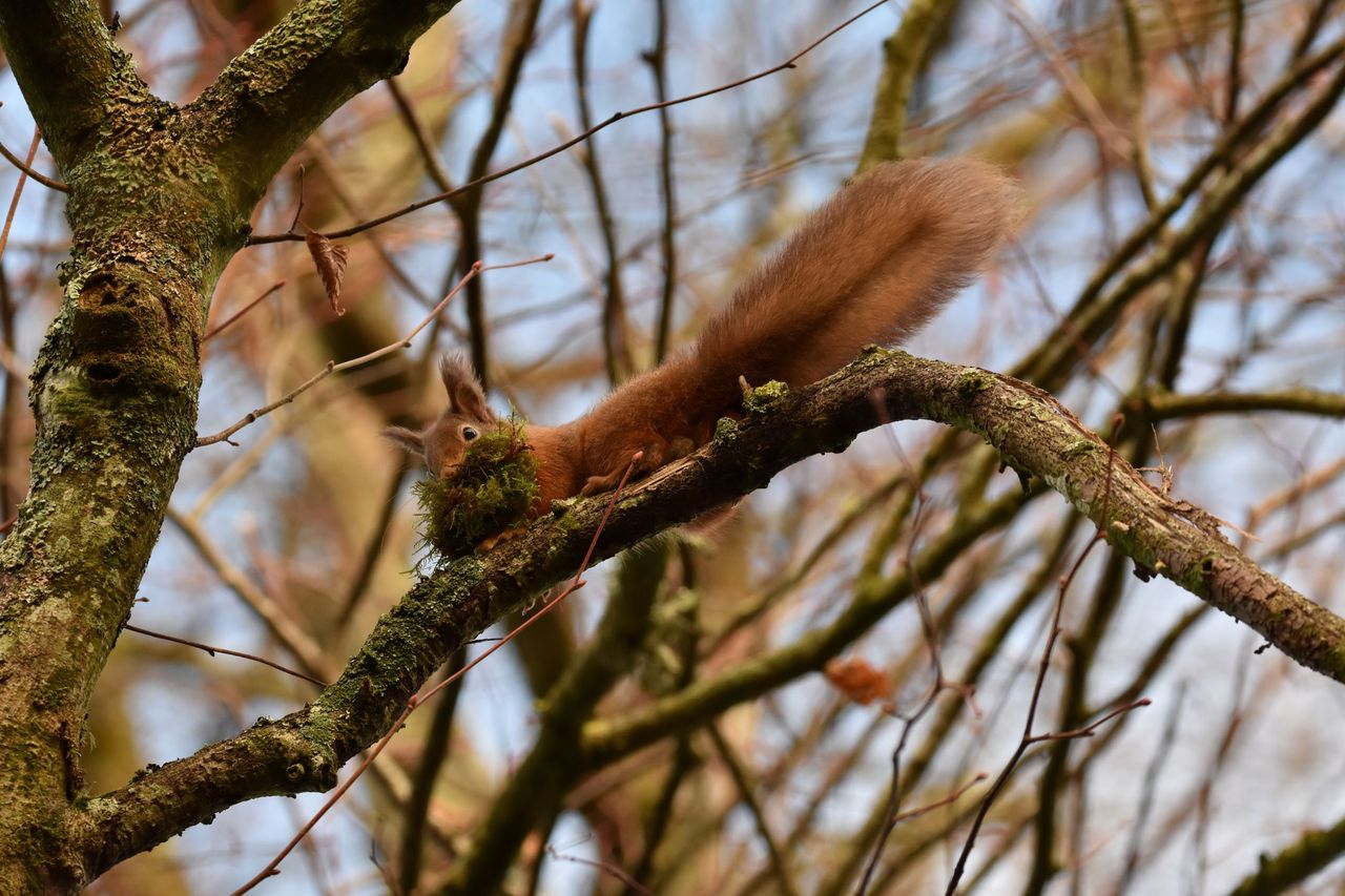 Non-native conifer plantations may negatively impact red squirrels – study
