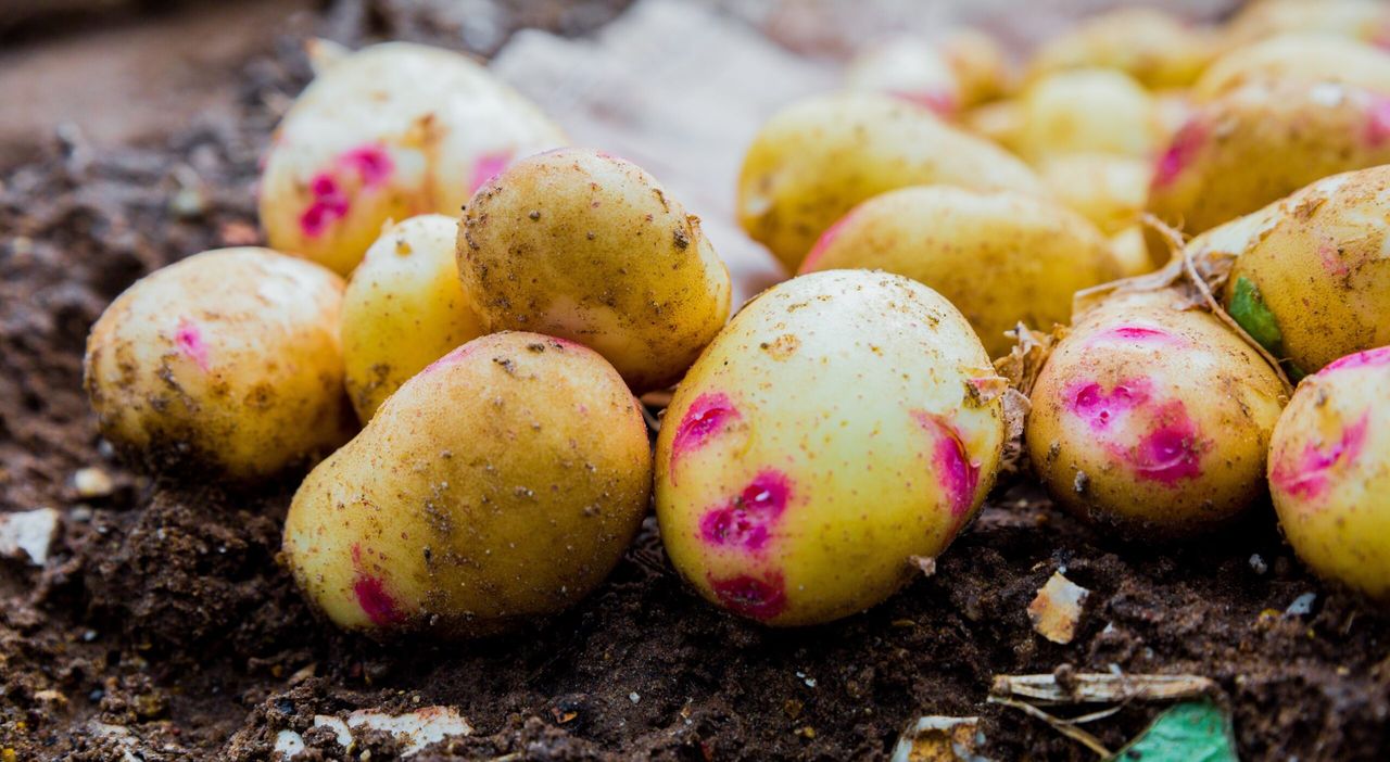 Grow Your Own Potatoes Programme to continue in 2021