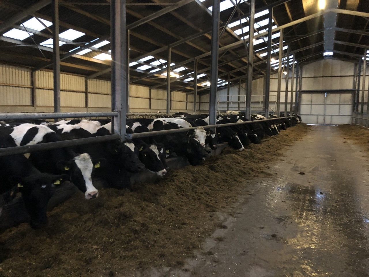 Winter milk: Reviewing late season feeding
