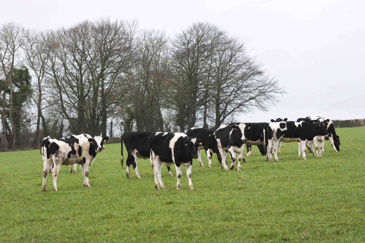 Do 'recycled' empty cows have a role?