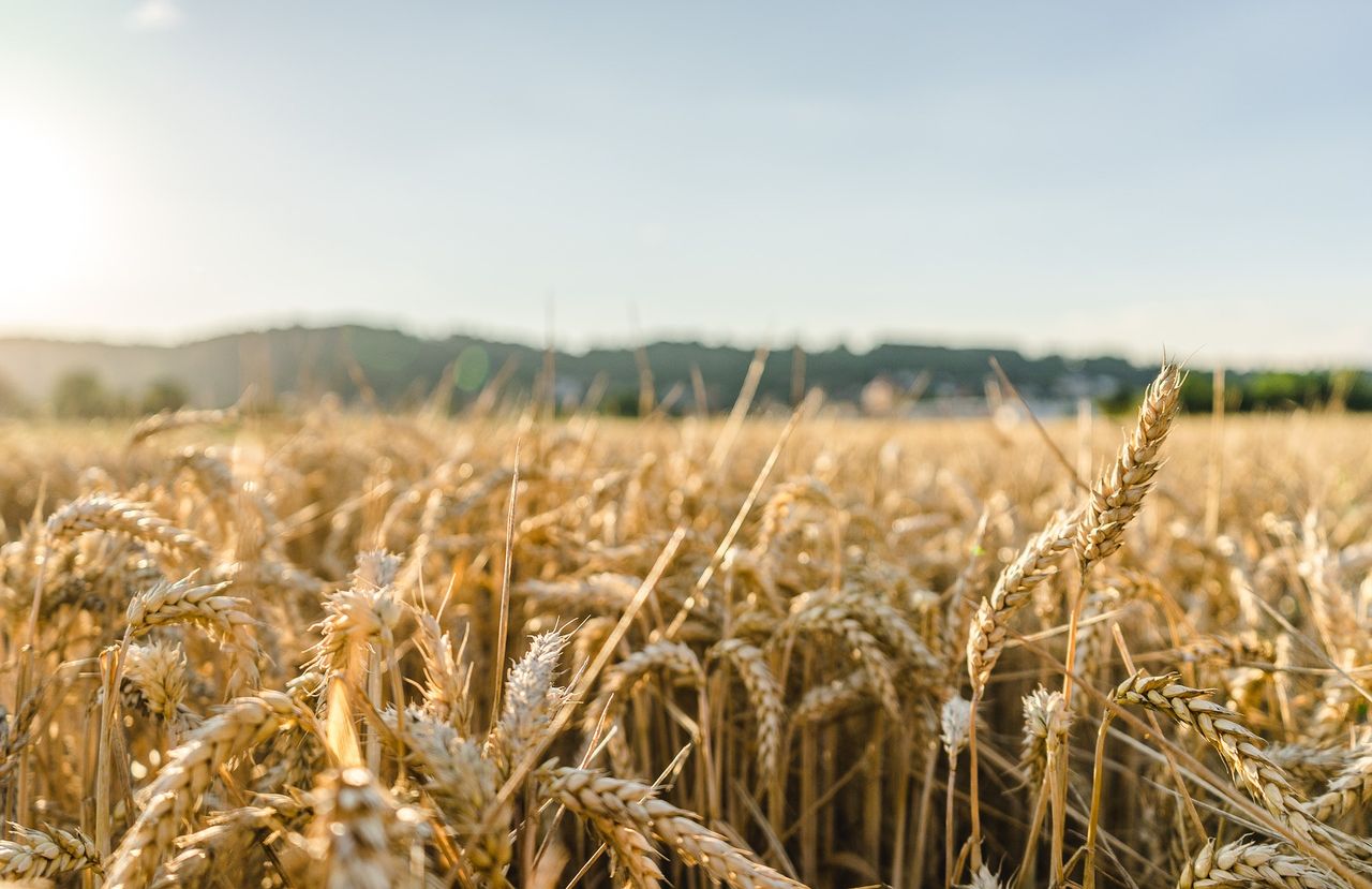 Lower wheat and maize prices lead decline in food price index