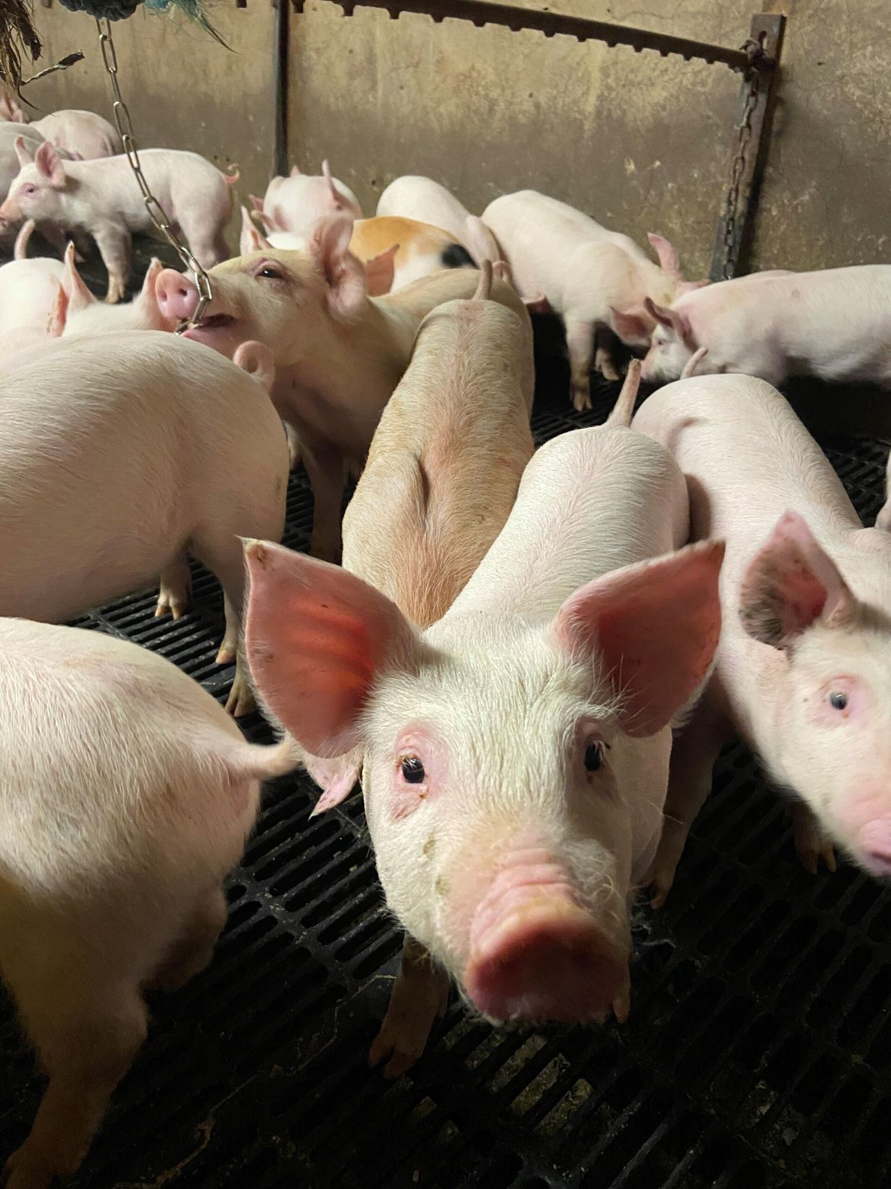 Can finisher pigs thrive on 0.35% phosphorus rations?