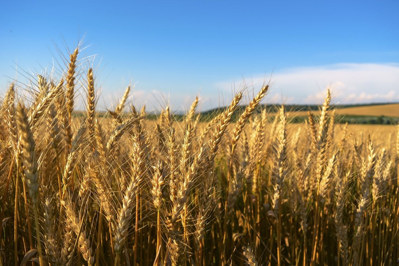 World food prices declined in October – FAO