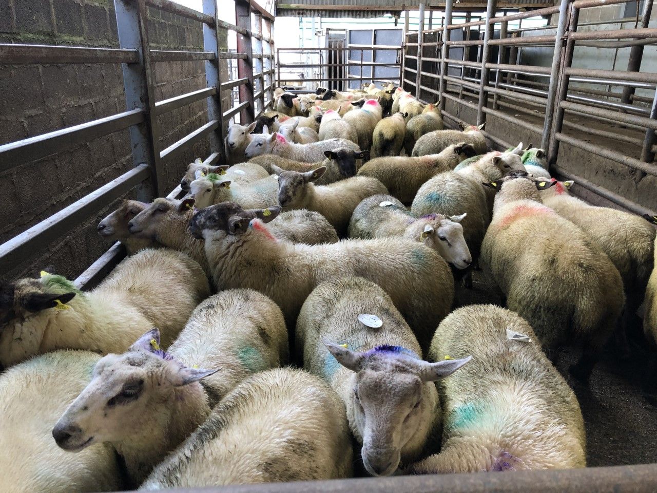 Northern sheep trade: Lamb prices strengthen