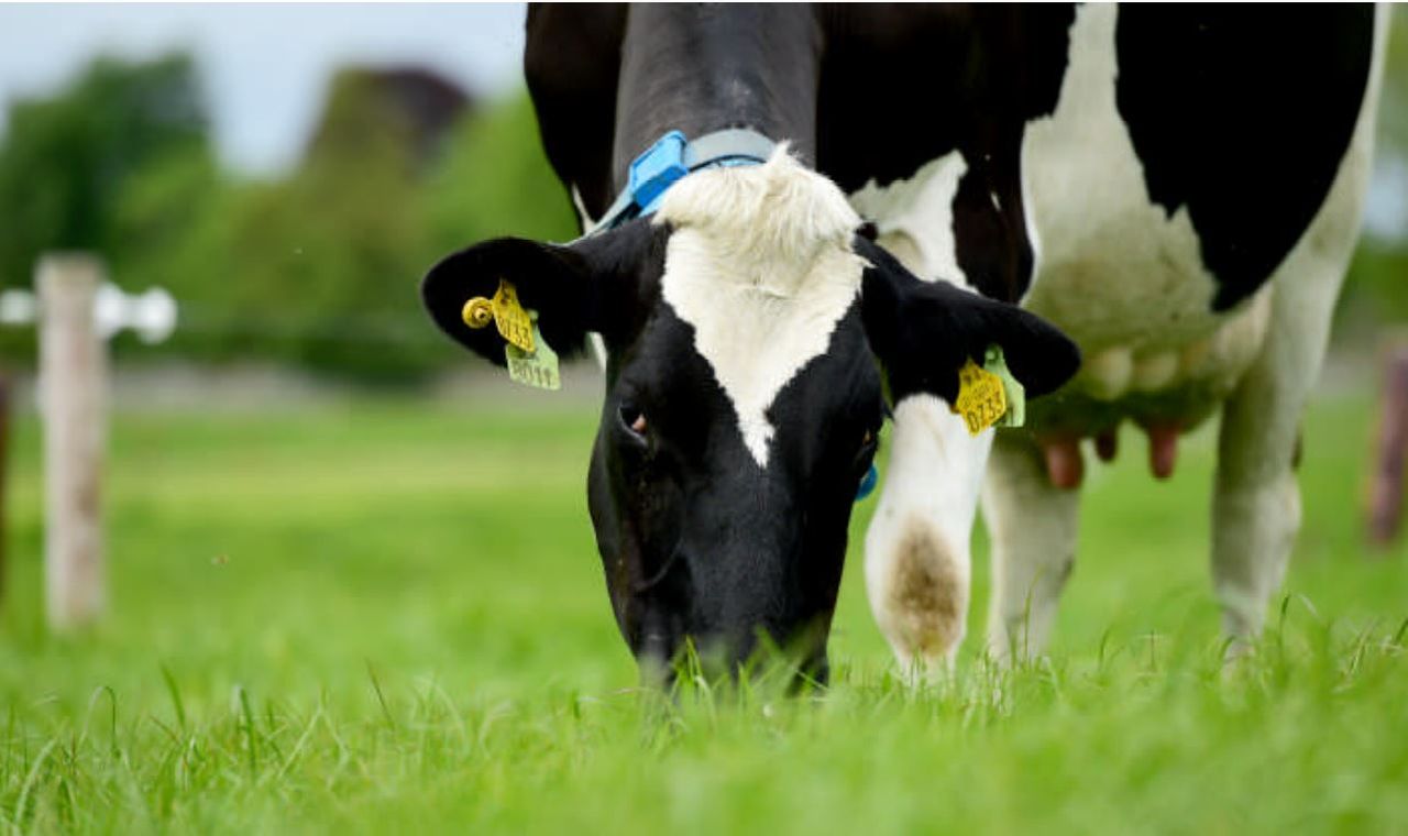 US milk production continues on its upward trend