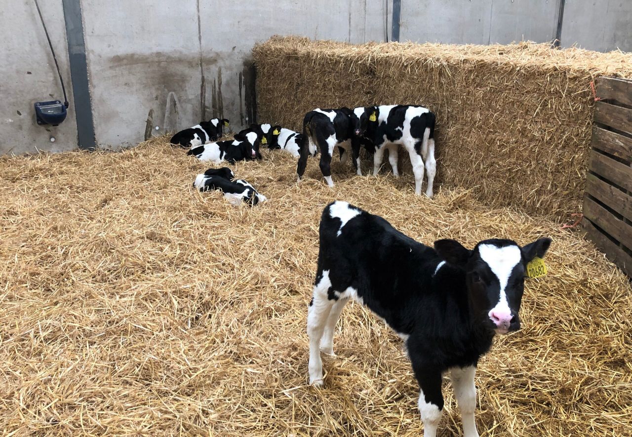 Autumn calving: Preventing pneumonia ahead of calving