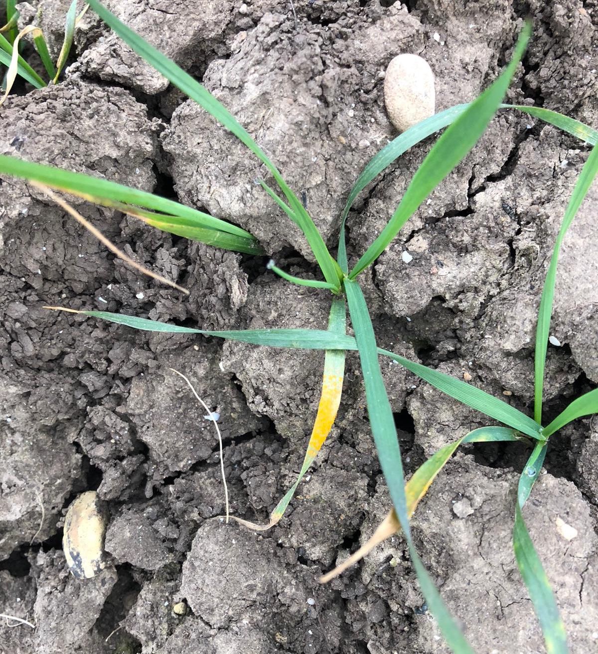 Nail yellow rust early this season