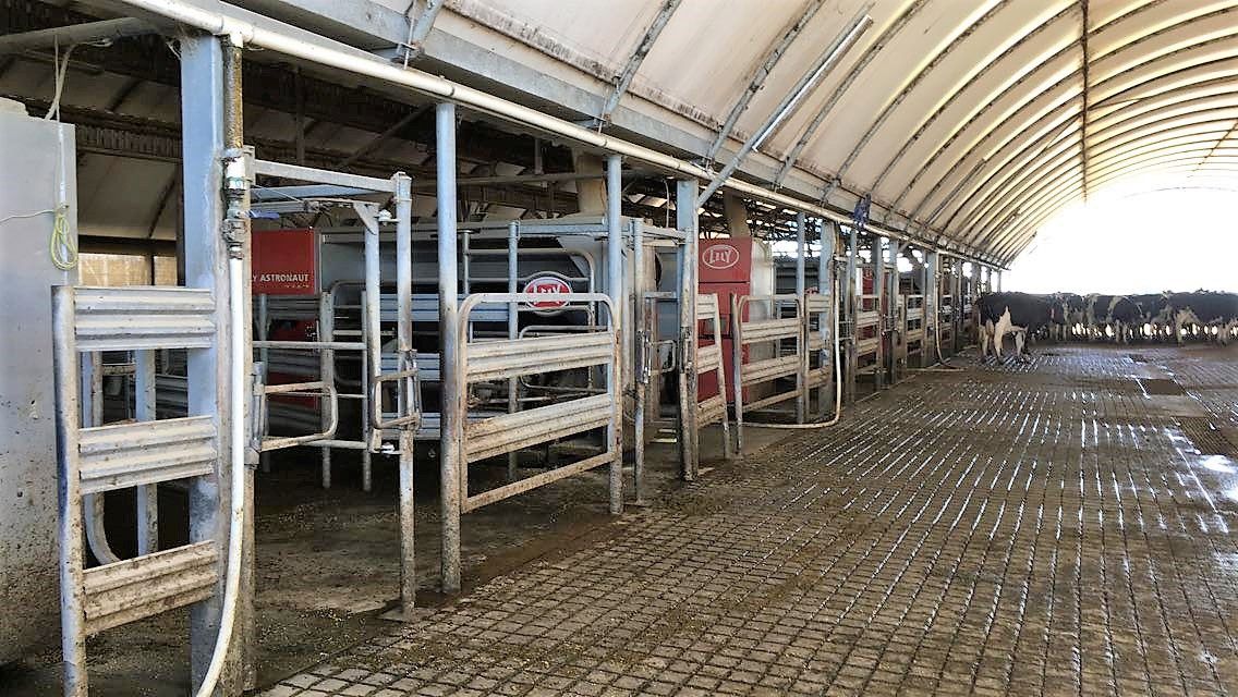2019 Holstein Australia exchange winner announced
