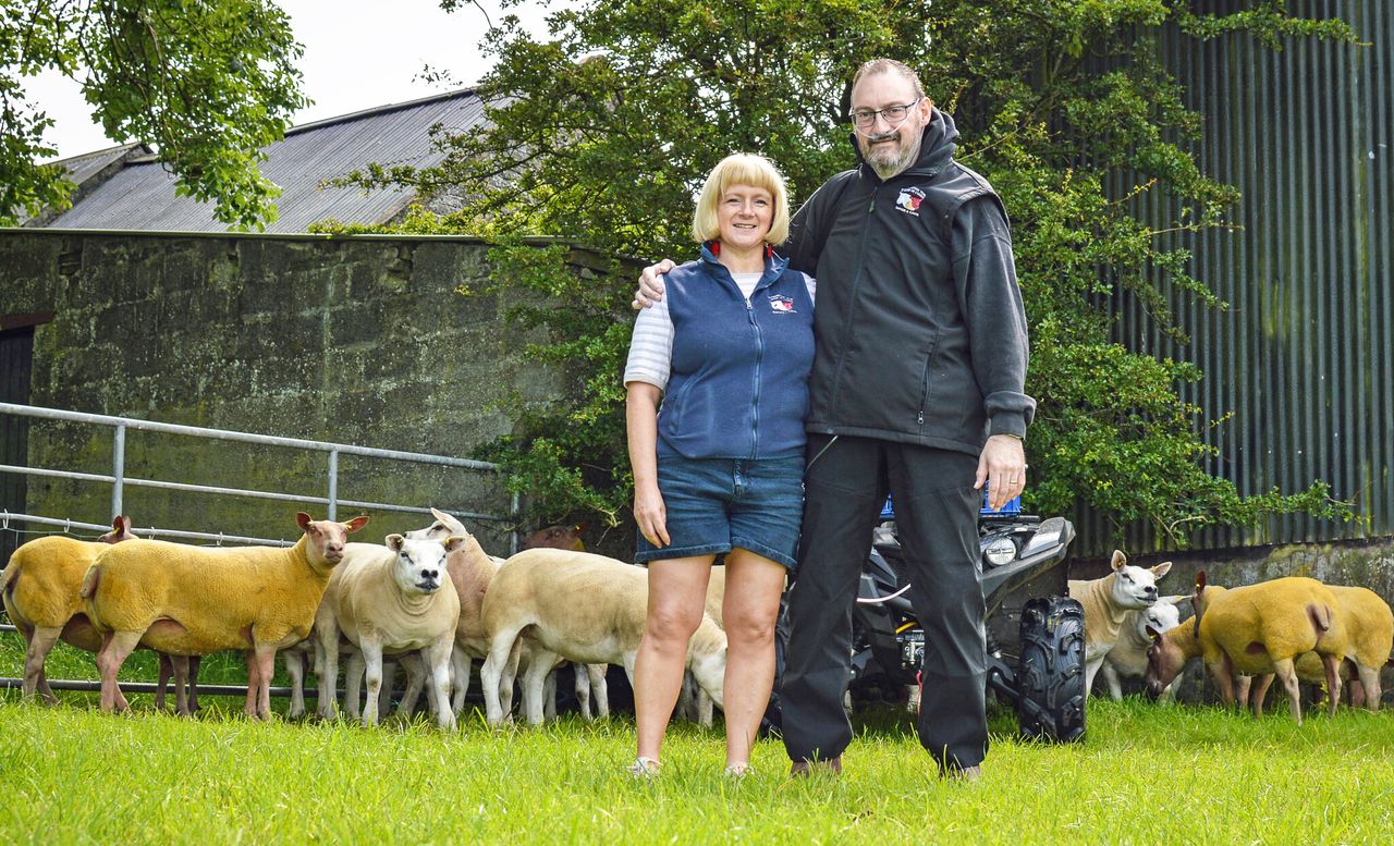 Ballyhivistock flock dispersal sale set for Ballymena Market