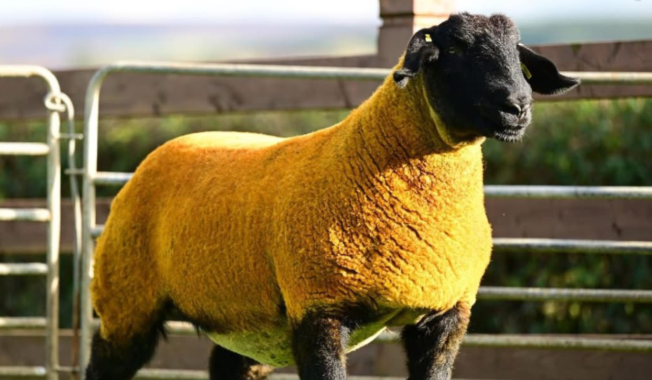 Forkins flock tops Big Bang sale at 12,000gns  