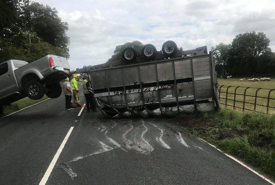 Lucky escape: Cows cut from overturned trailer