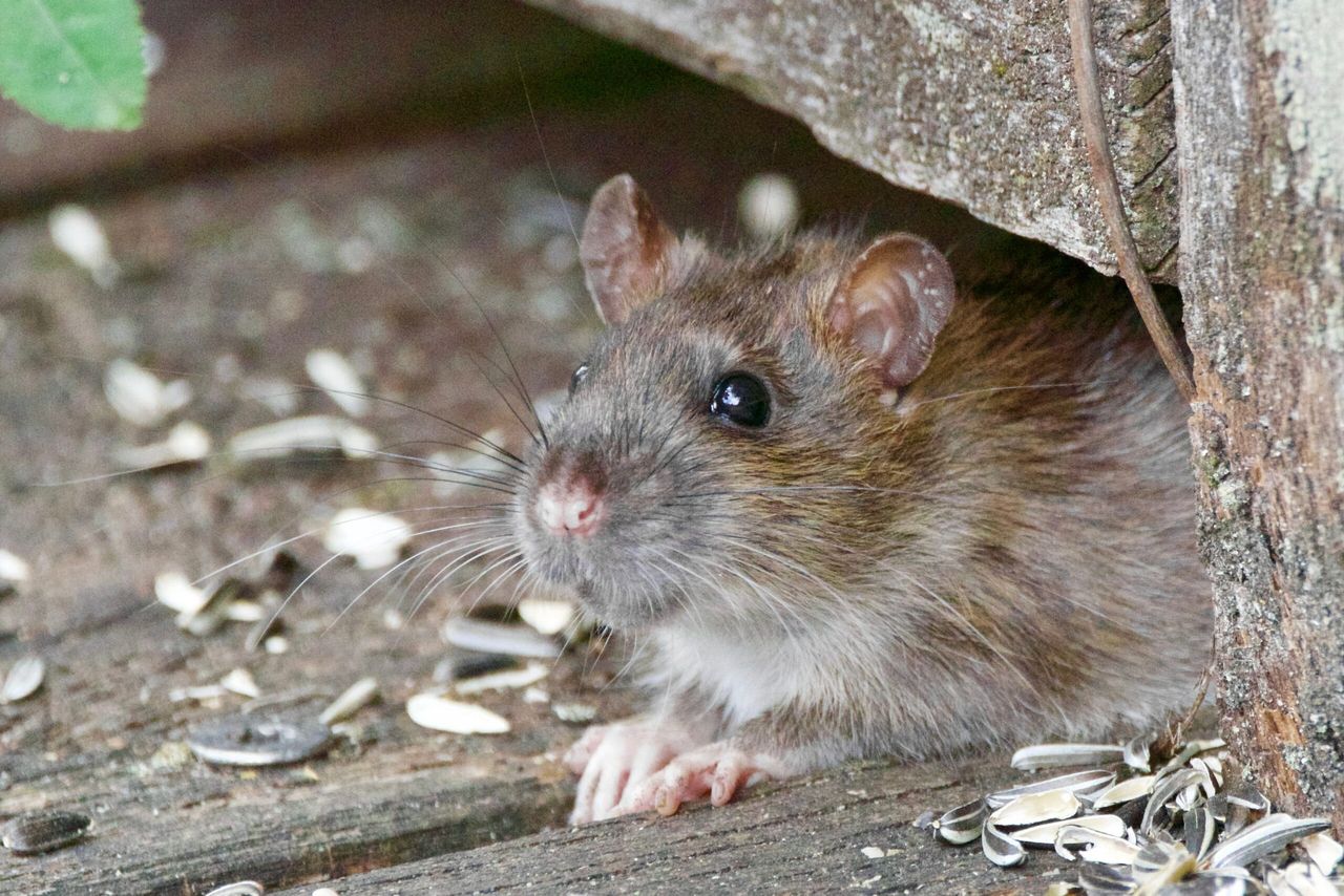 Drought and early harvest could push rodents indoors sooner