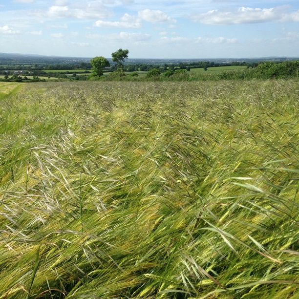 Winter barley growers advised to act now to halt the progress of Sterile Brome