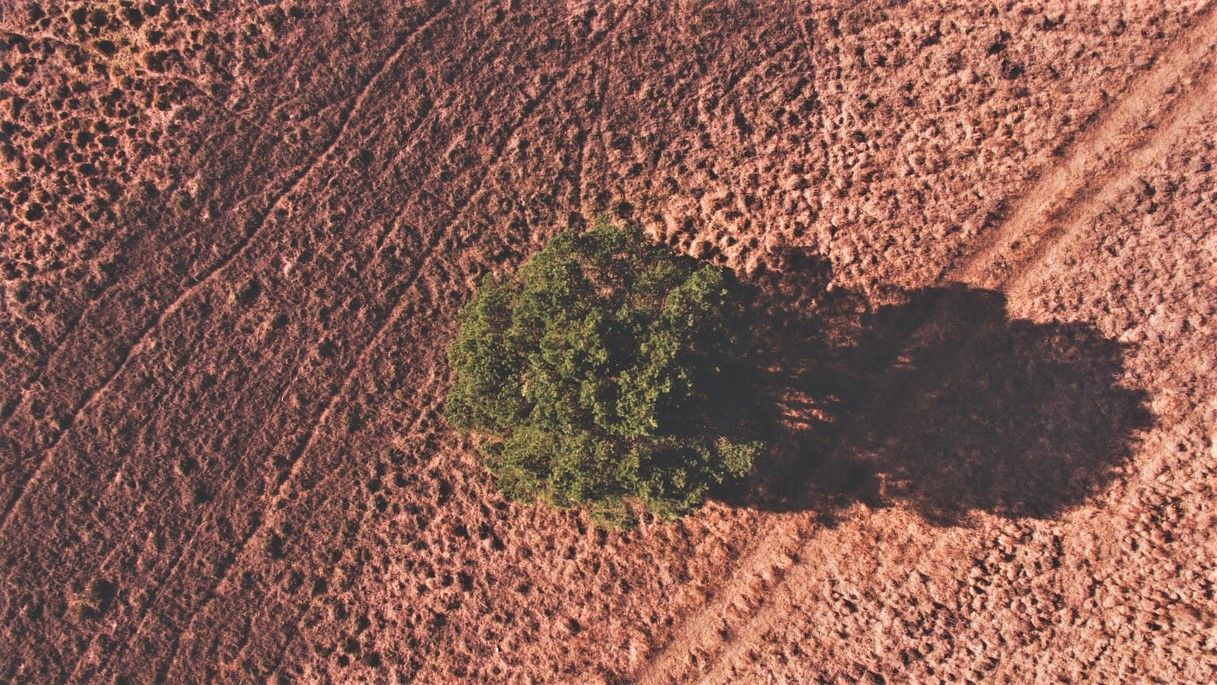 Research: UK harvest estimates down by £828 million due to drought